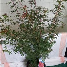 Red acer